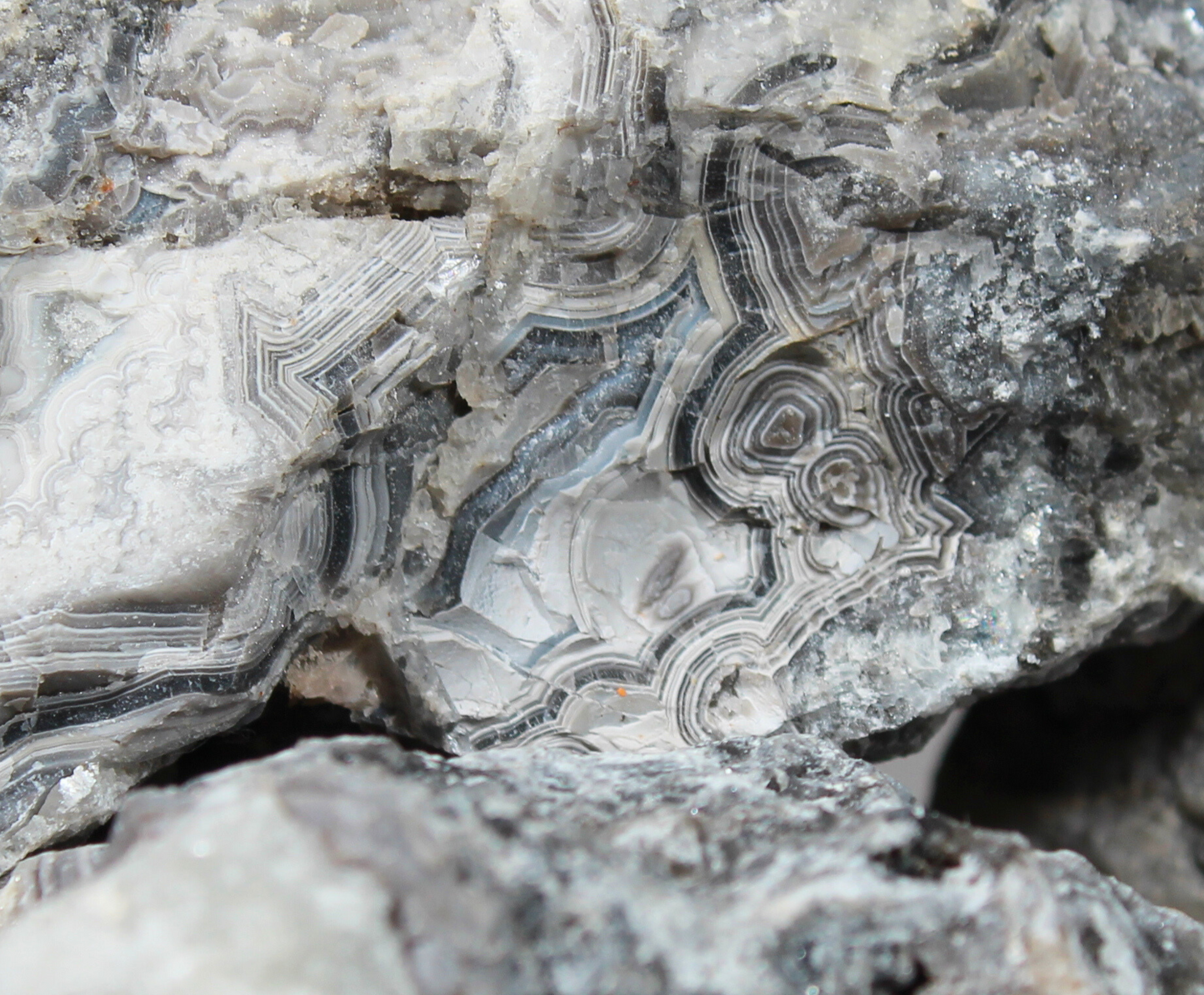 Tuxedo Lace Agate | "A" Grade | Slabbing Rough