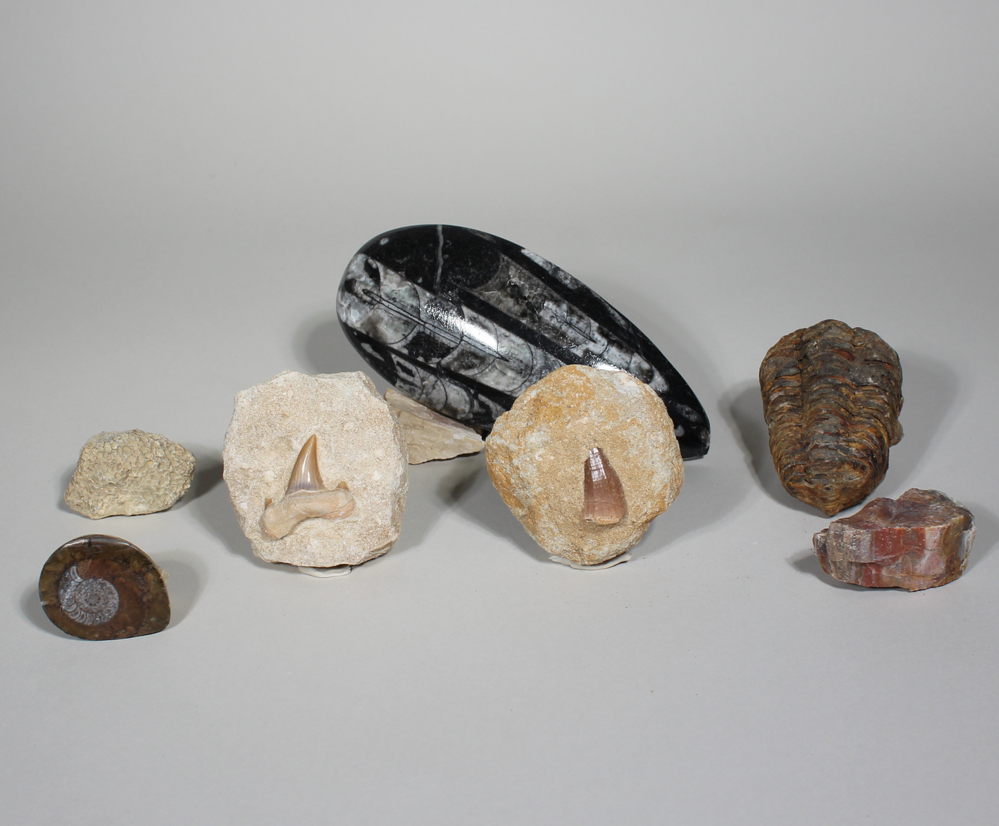 Father's Day Fossil Gift Box | Moroccan Fossils
