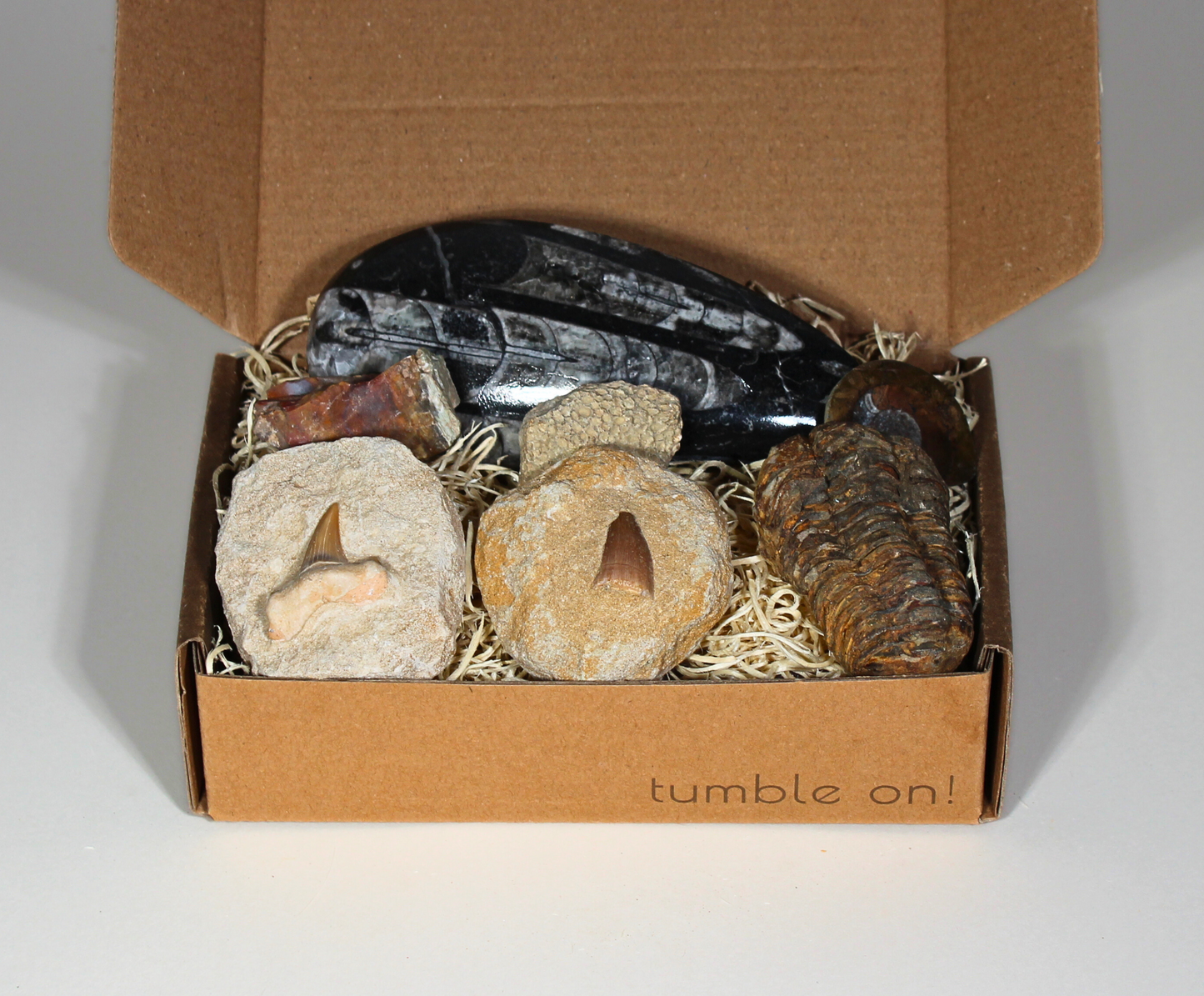 Father's Day Fossil Gift Box | Moroccan Fossils