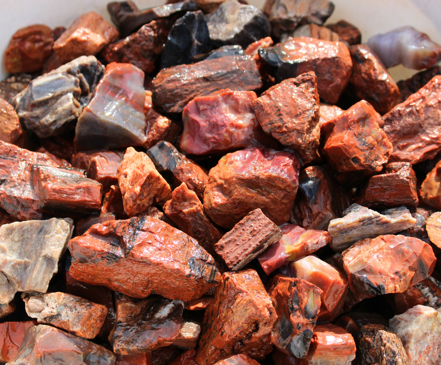 Petrified Wood "Deep Red" | Tumbling Fossil