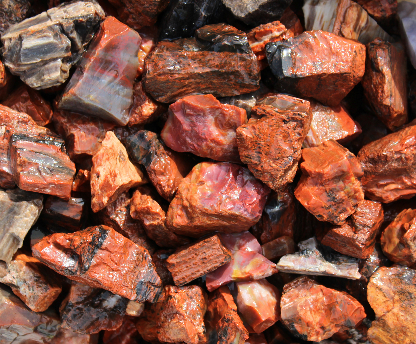 Petrified Wood "Deep Red" | Tumbling Fossil