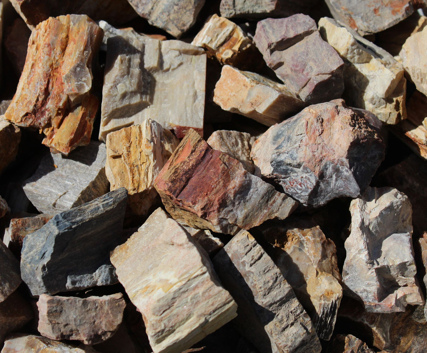 Petrified Wood | Large Tumbling Fossil from Madagascar | 2" - 3" Raw Mineral