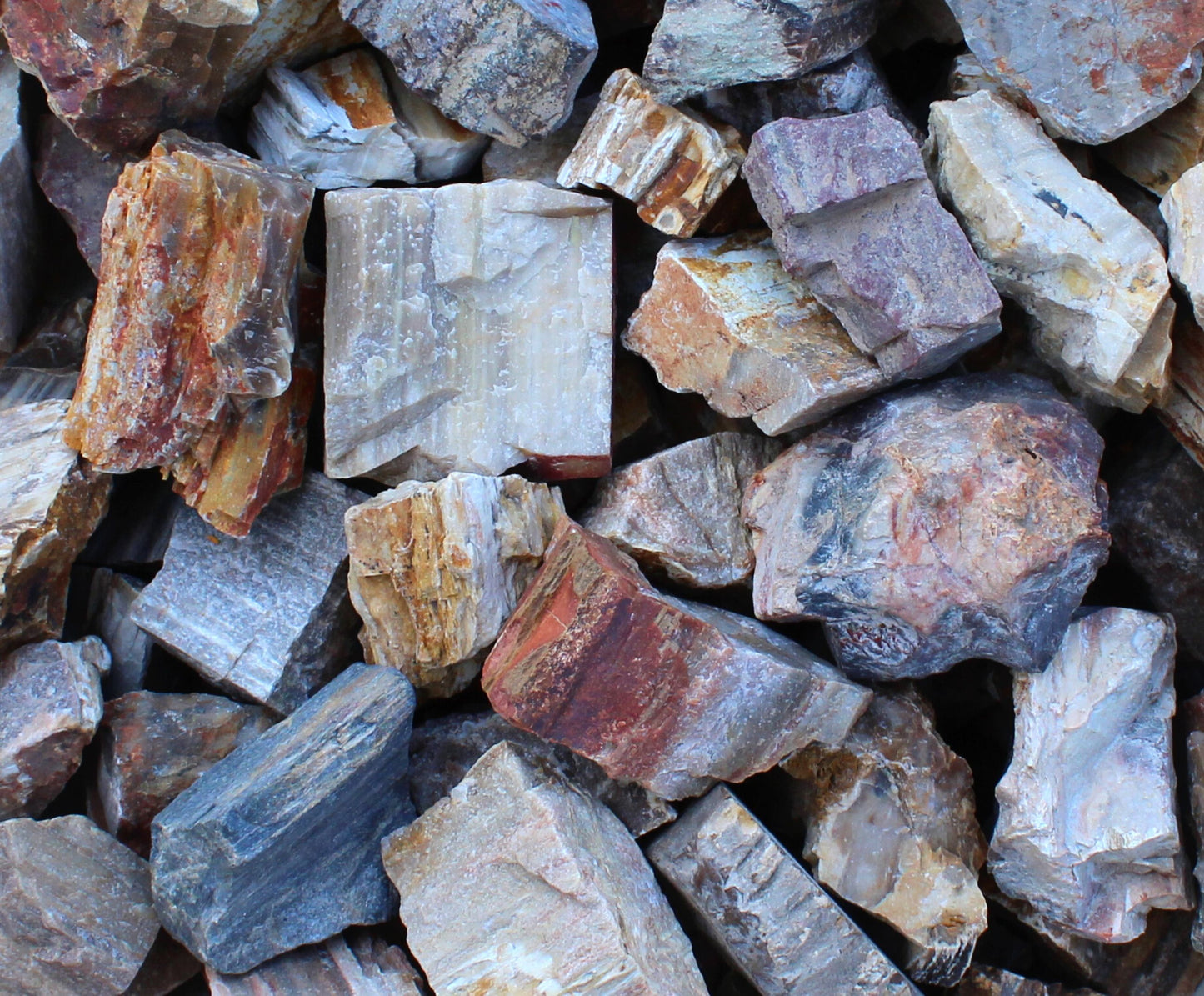 Petrified Wood | Large Tumbling Fossil from Madagascar | 2" - 3" Raw Mineral