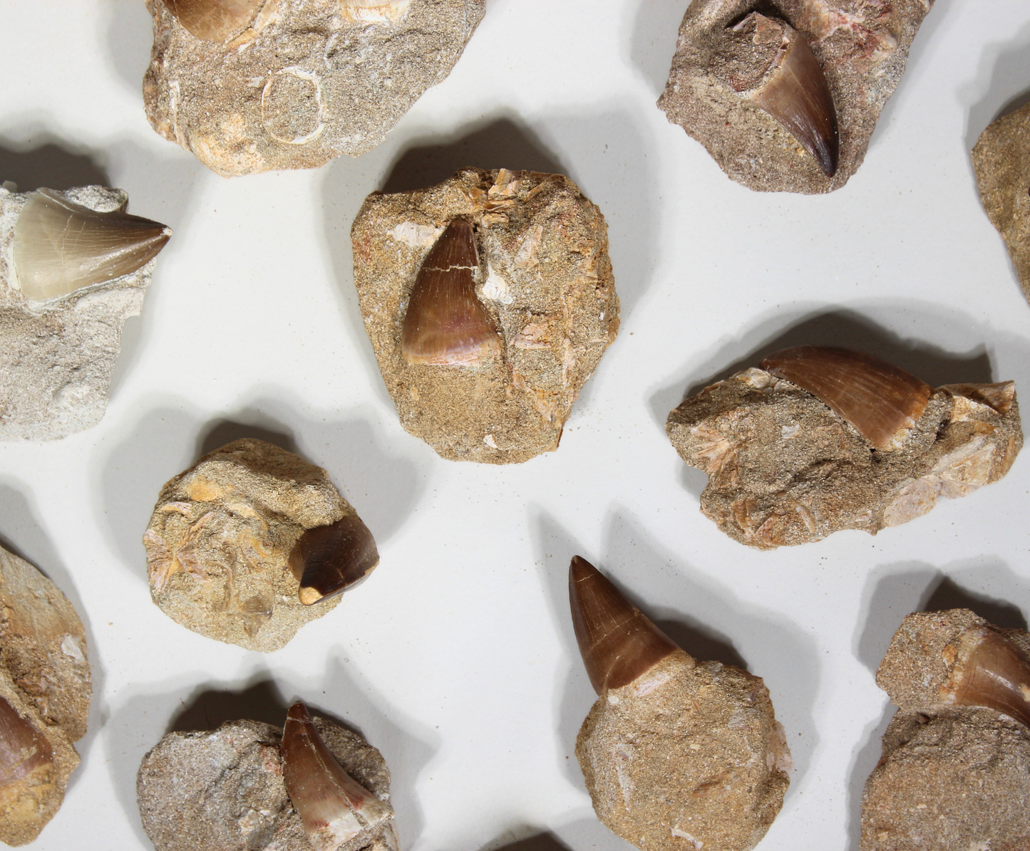 Mosasaur Tooth on Rock (Large) | Fossils from Morocco