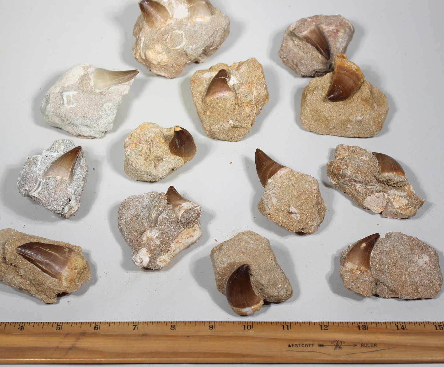 Mosasaur Tooth on Rock (Large) | Fossils from Morocco