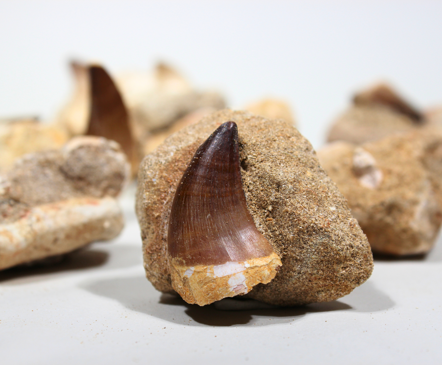 Mosasaur Tooth on Rock (Large) | Fossils from Morocco