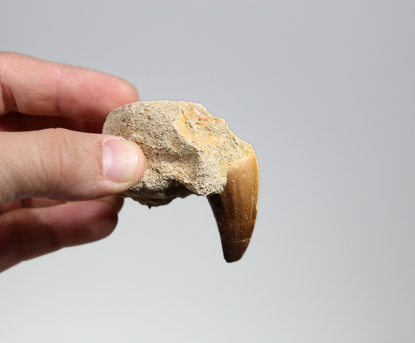Mosasaur Tooth on Rock (Large) | Fossils from Morocco