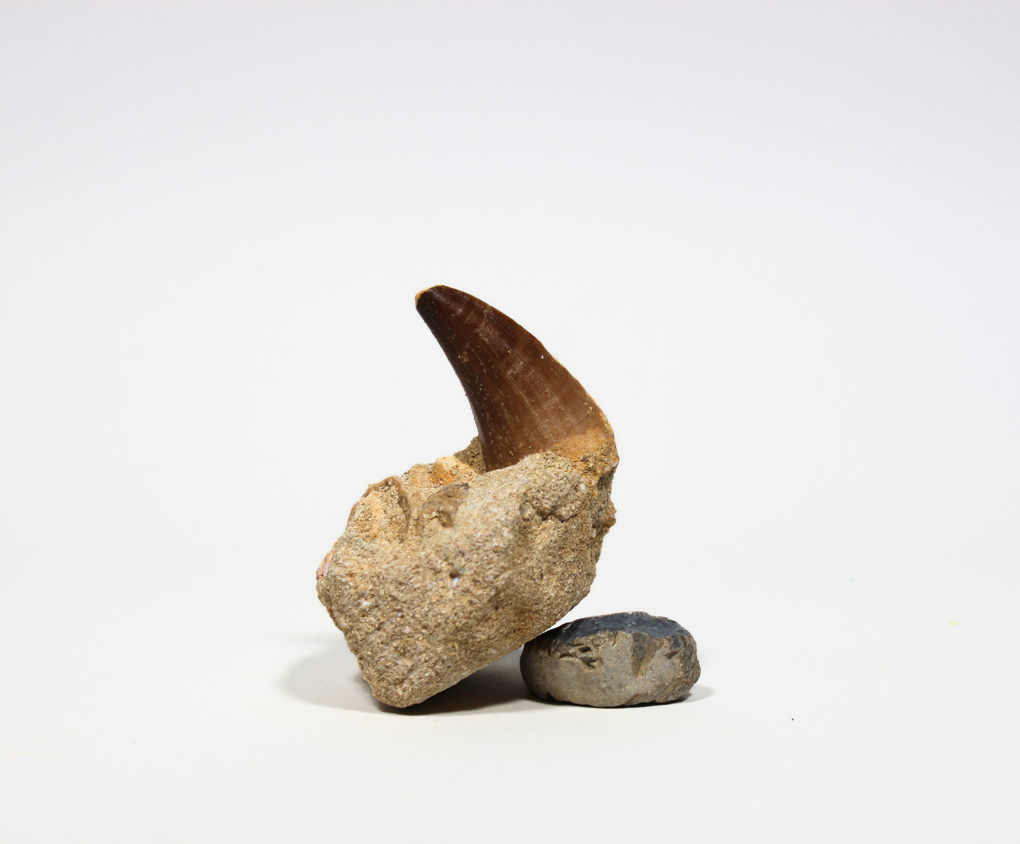 Mosasaur Tooth on Rock (Large) | Fossils from Morocco