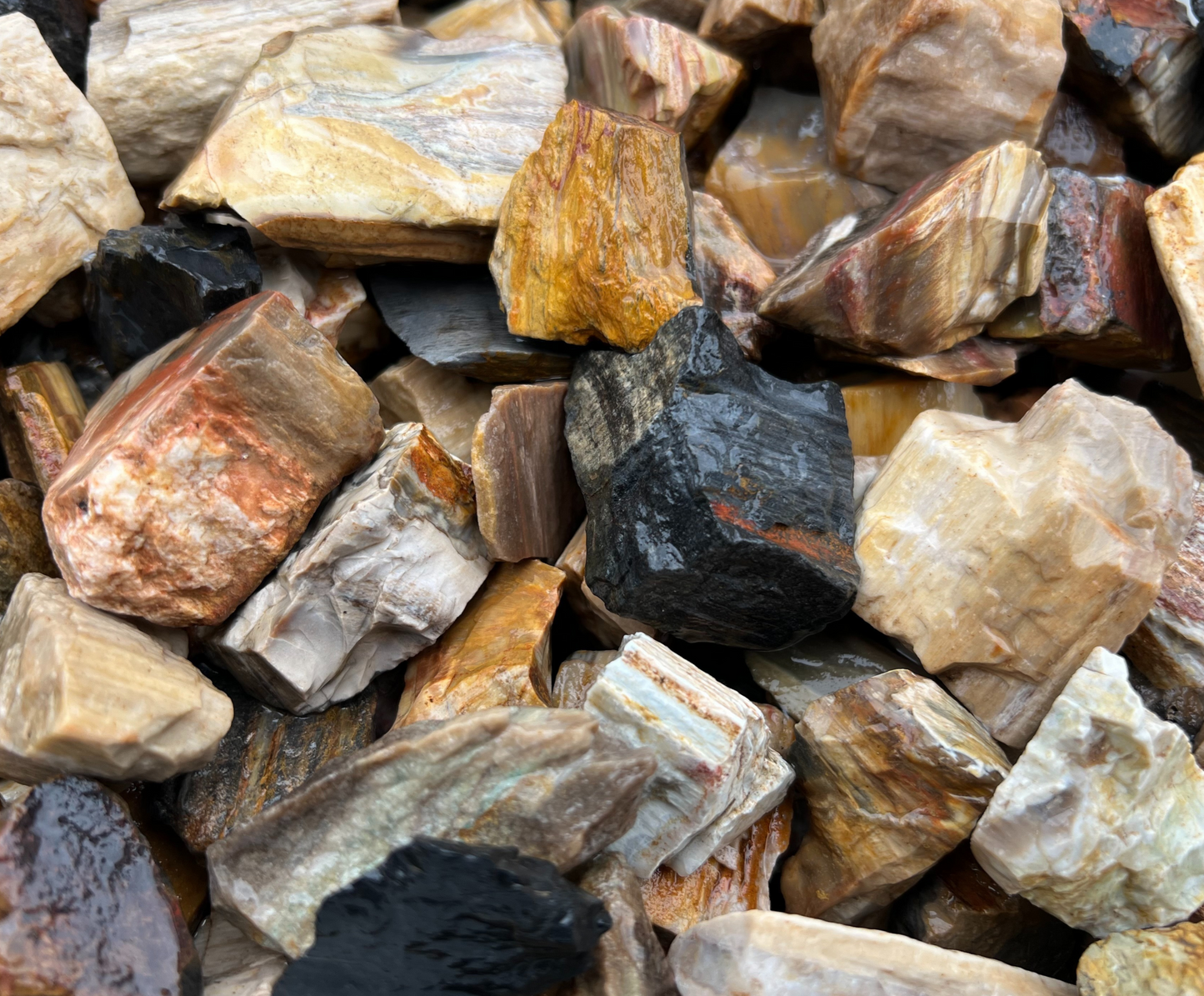 Petrified Wood | Tumbling Fossils from Madagascar | .75" - 1.75" Raw Minerals