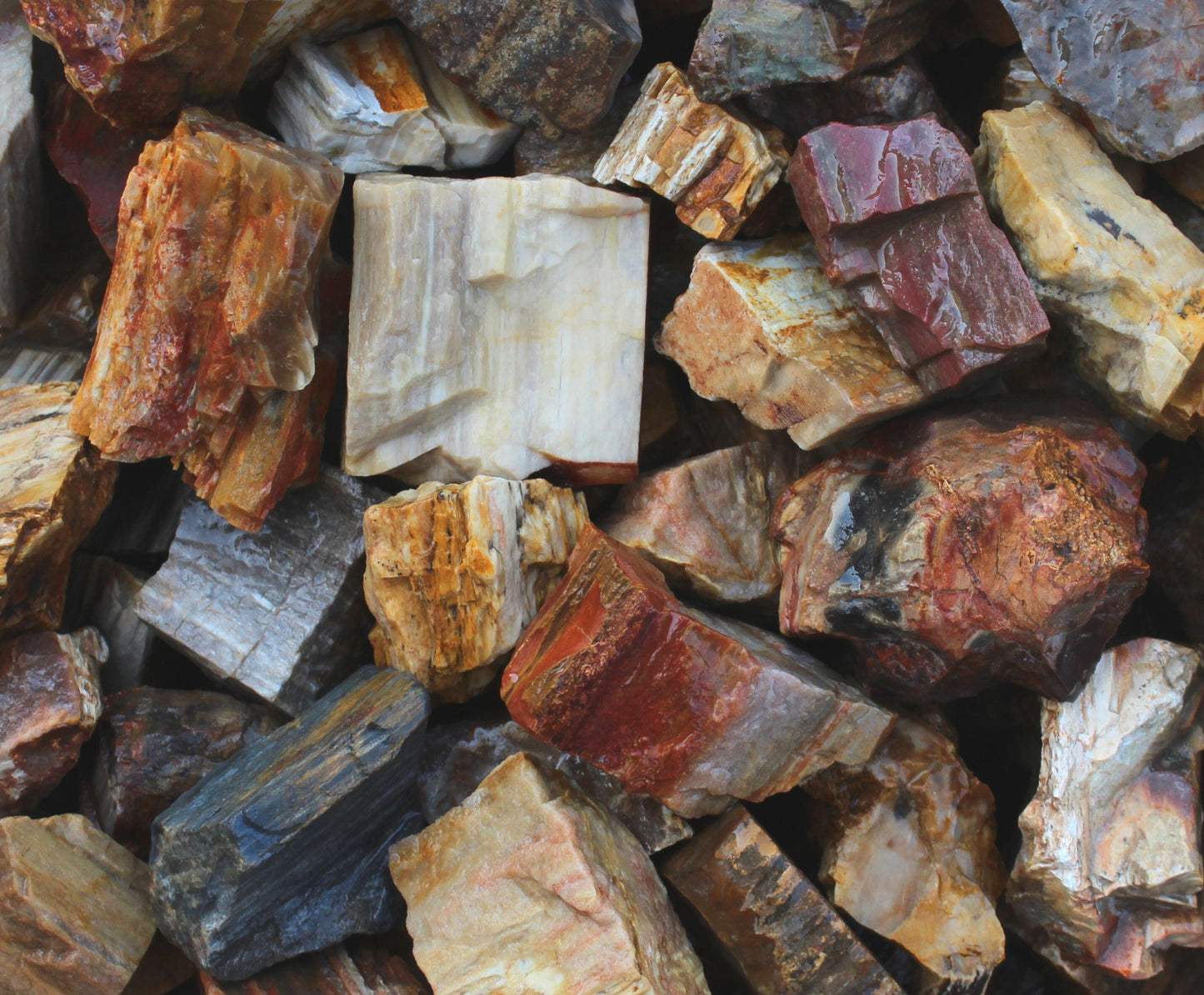 Petrified Wood | Large Tumbling Fossil from Madagascar | 2" - 3" Raw Mineral