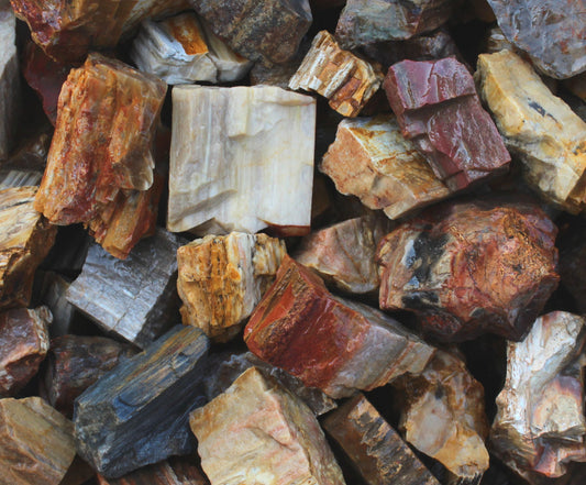 Petrified Wood | Large Tumbling Fossil from Madagascar | 2" - 3" Raw Mineral
