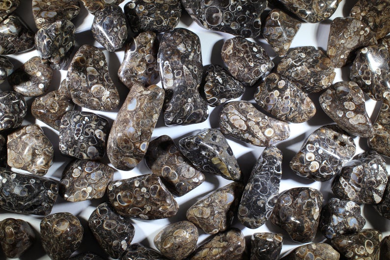 Turritella Agate Tumbled Gemstones - Small & Med