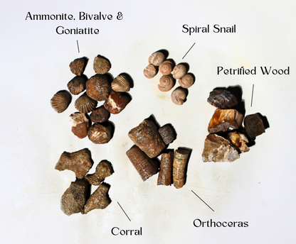 Fossil Mix | Raw Fossil Hunting Kit | Materials for Collection, Display or Gifts