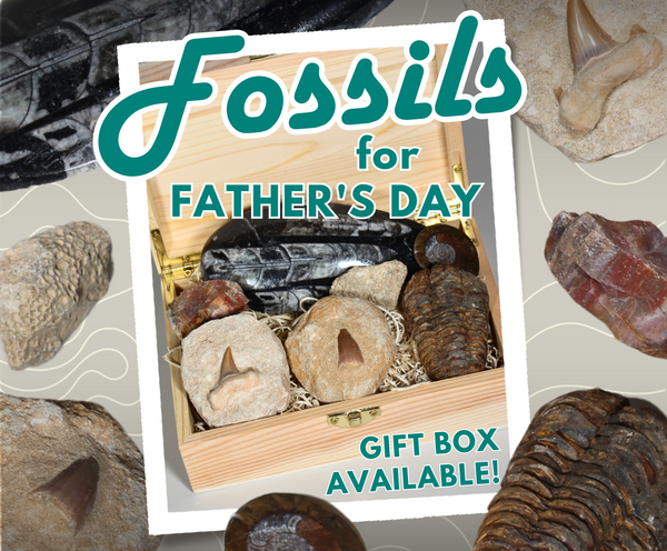 『FOSSIL（フォッシル）』非売品ボブルヘッド Fossil Gift Box | Moroccan Fossils – ROCK AND TUMBLE