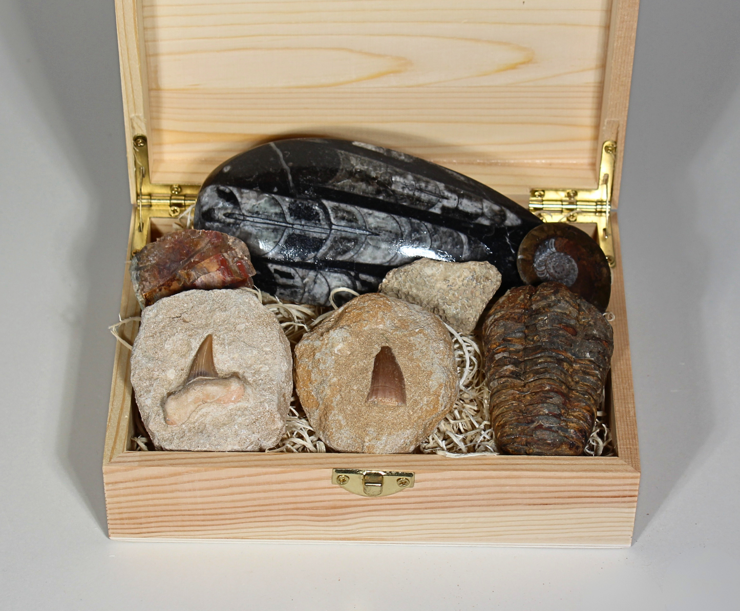 Father's Day Fossil Gift Box | Moroccan Fossils