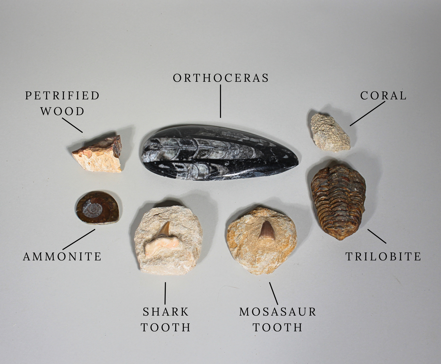 Father's Day Fossil Gift Box | Moroccan Fossils