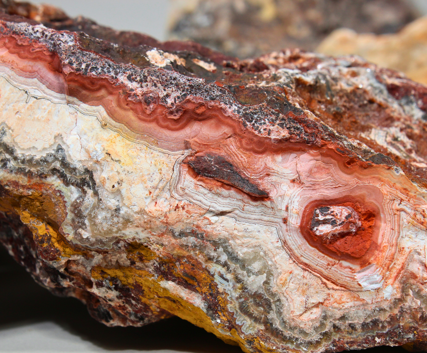 Flower of Peach Lace Agate | "Flor de Durazno" | Lapidary Rough