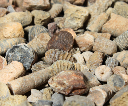 Fossil Mix | Raw Fossil Hunting Kit | Materials for Collection, Display or Gifts