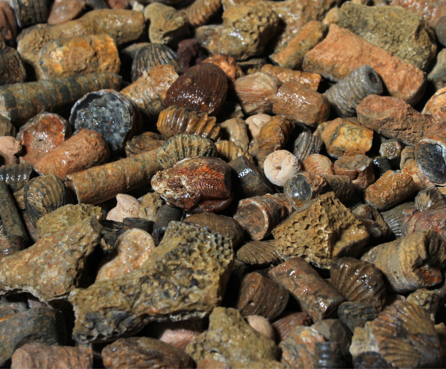 Fossil Mix | Raw Fossil Hunting Kit | Materials for Collection, Display or Gifts