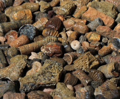 Fossil Mix | Raw Fossil Hunting Kit | Materials for Collection, Display or Gifts