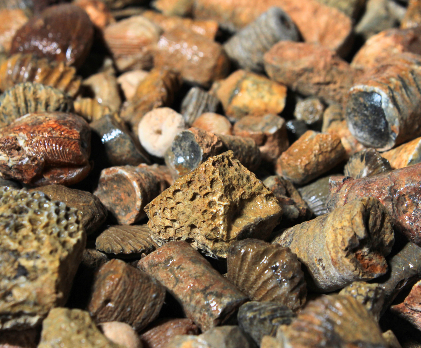 Fossil Mix | Raw Fossil Hunting Kit | Materials for Collection, Display or Gifts