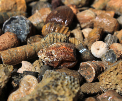 Fossil Mix | Raw Fossil Hunting Kit | Materials for Collection, Display or Gifts