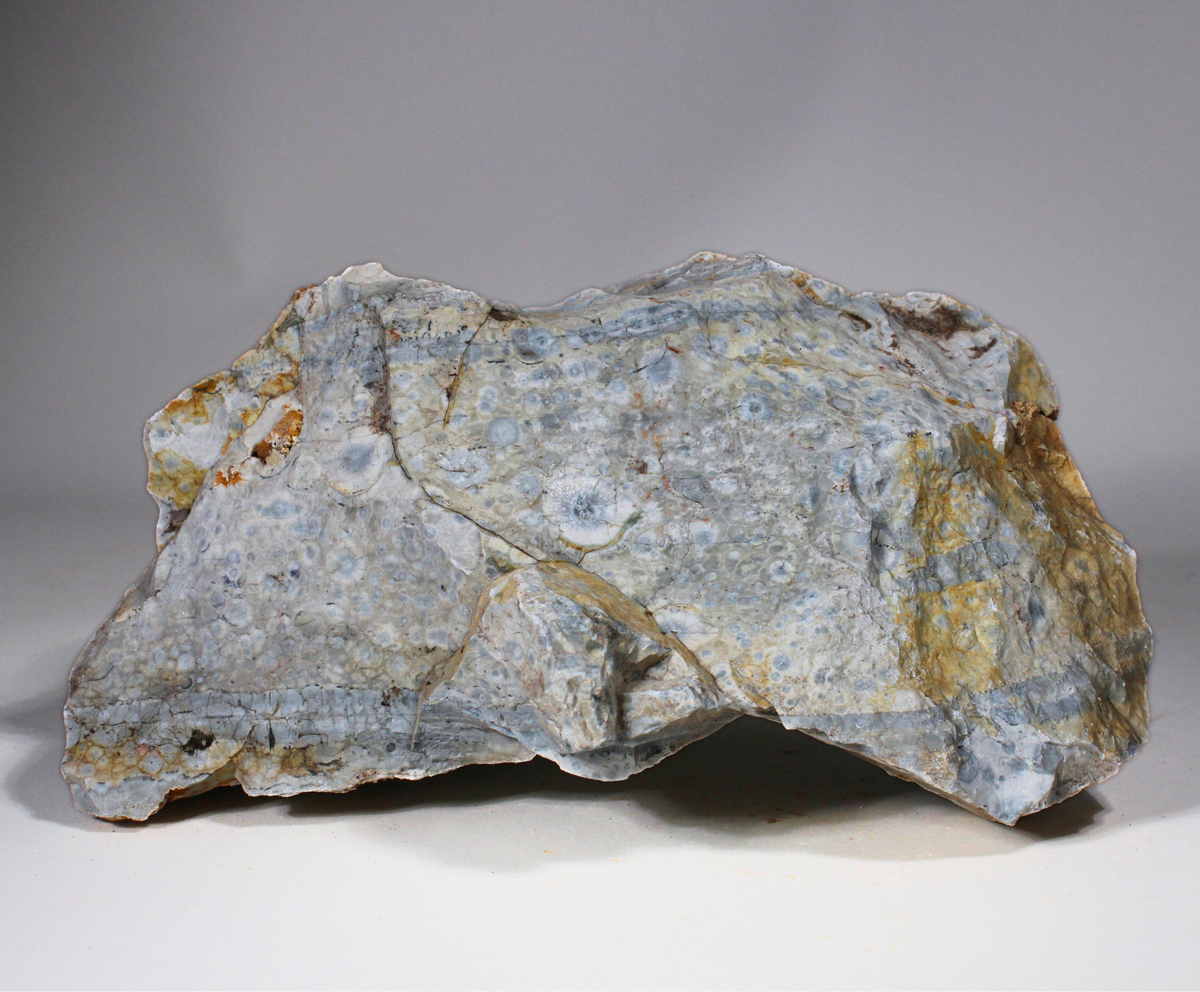 Galaxy Jasper | Orbicular Rhyolite | Lapidary Rough