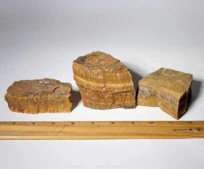 Gold Tiger's Eye | Lapidary Rough