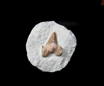 Shark Tooth on Rock (Large) | Fossil for Display