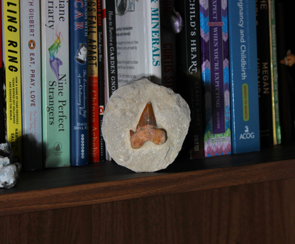 Shark Tooth on Rock (Large) | Fossil for Display