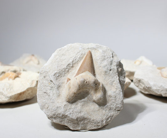 Shark Tooth on Rock (Large) | Fossil for Display
