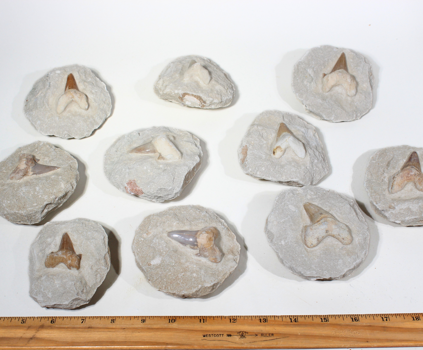 Shark Tooth on Rock (Large) | Fossil for Display