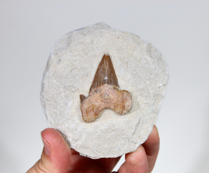 Shark Tooth on Rock (Large) | Fossil for Display