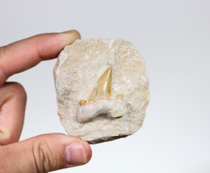 Shark Tooth on Rock | Fossils for Display