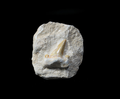 Shark Tooth on Rock | Fossils for Display