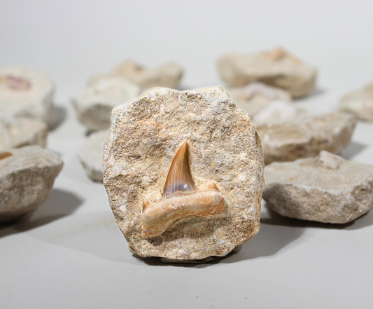 Shark Tooth on Rock | Fossils for Display
