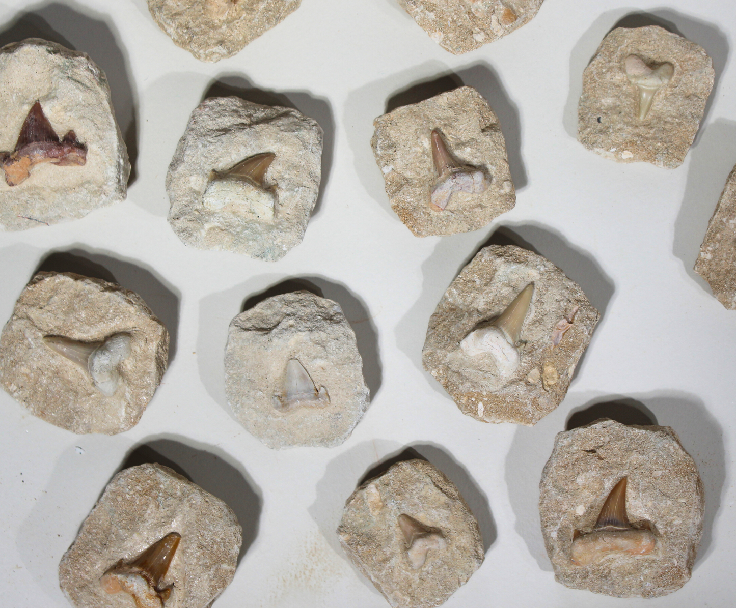 Shark Tooth on Rock | Fossils for Display