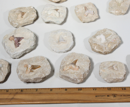 Shark Tooth on Rock | Fossils for Display
