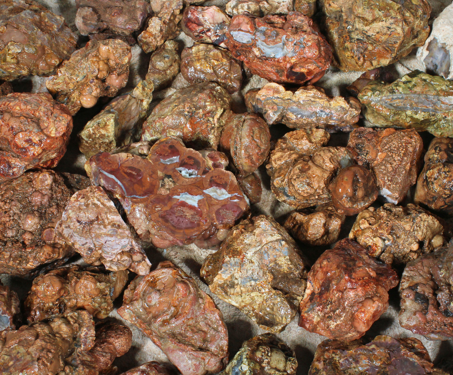 Cold Mountain Thunder Eggs | Lapidary Rough