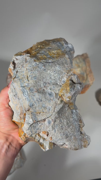 Galaxy Jasper | Orbicular Rhyolite | Lapidary Rough