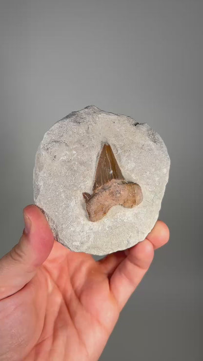 Shark Tooth on Rock (Large) | Fossil for Display