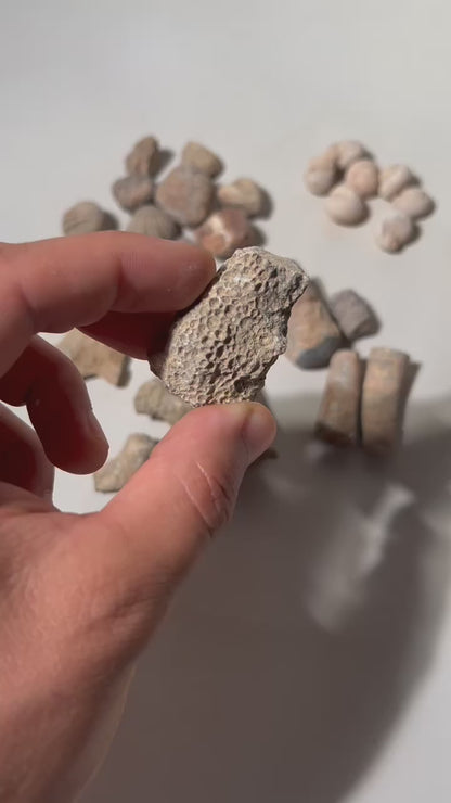 Fossil Mix | Raw Fossil Hunting Kit | Materials for Collection, Display or Gifts