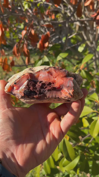 Carnelian | X-Large Slabbing Lapidary Material