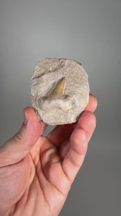 Shark Tooth on Rock | Fossils for Display