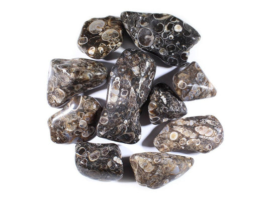 Turritella Agate Tumbled Gemstones - Small & Med