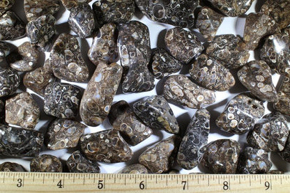 Turritella Agate Tumbled Gemstones - Small & Med